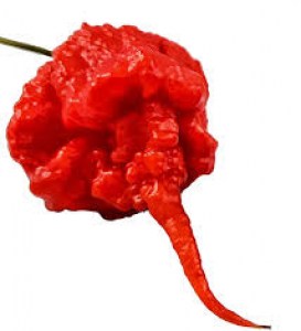 carolina reaper